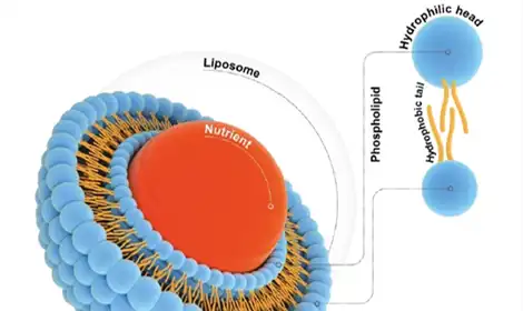 The Science Behind Liposomal NMN Bioavailability and Delivery